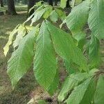 Asimina triloba Fuelha