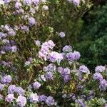 Rhododendron hippophaeoides Habitat