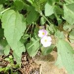 Oxalis violacea फूल