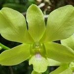Dendrobium closterium Flors