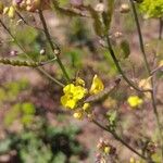 Brassica fruticulosaFlower