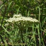 Cnidium silaifolium Flower