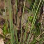 Allium scorzonerifolium Hoja