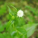 Knautia sp.ফুল