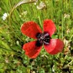 Papaver argemone 花