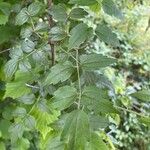 Clematis ligusticifolia Hoja