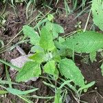 Chenopodium ficifolium 葉