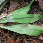 Chamaelirium luteum Leaf