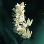 Styrax americanus 花