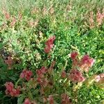 Rumex vesicarius Flower