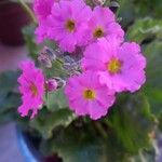 Primula malacoides 花