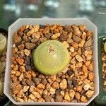 Conophytum burgeri Levél