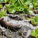 Salix serpillifolia Bark