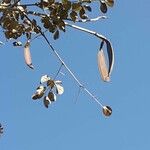 Oroxylum indicum Fruit