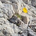 Papaver alpinum Лист