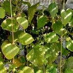 Urtica pilulifera Habitus