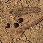 Millettia eetveldeana Fruto
