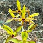 Catasetum osculatum Flor