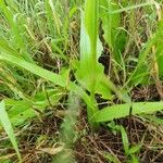 Habenaria humilior Leaf