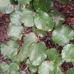 Coccoloba caracasana 葉