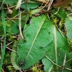 Taraxacum obovatum पत्ता