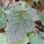 Francoa appendiculata Leaf