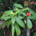 Psychotria elata Лист