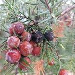 Juniperus oxycedrus Плод