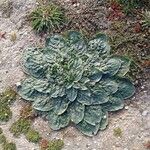 Echium plantagineumLeaf