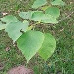 Broussonetia papyrifera Leaf