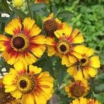 Helenium autumnaleЦветок