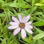 Dimorphotheca pluvialis Flower