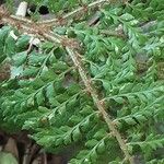 Polypodium cambricum Kvet