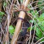 Equisetum telmateia Bark