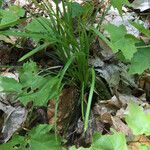 Carex pedunculata Habit