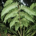 Cyathea pungens 叶