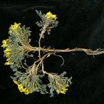 Corydalis megacalyx عادت