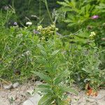 Galium rubioides Агульны выгляд