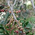 Pistacia lentiscus Fruit