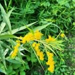 Solidago giganteaFlower