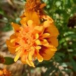 Tagetes patulaFlor