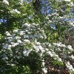 Sorbus mougeotii Leaf