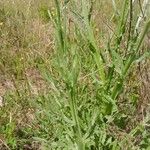 Centaurea solstitialisLeaf