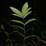Bactris gastoniana Corteza