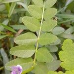 Vicia sepium Foglia