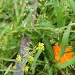 Sisymbrium officinale Fiore