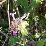 Clinopodium vulgareFlower