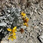 Jacobaea uniflora Folio