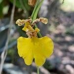 Gomesa bifolia Blomma