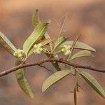 Ximenia americana Flower